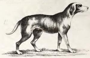 ANIMAL_0227